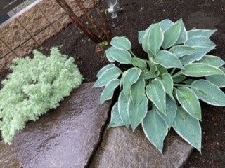 庭の草花たち　雨に濡れても元気に美しく咲いています