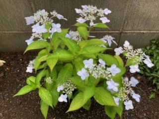 庭の草花たち　雨に濡れても元気に美しく咲いています