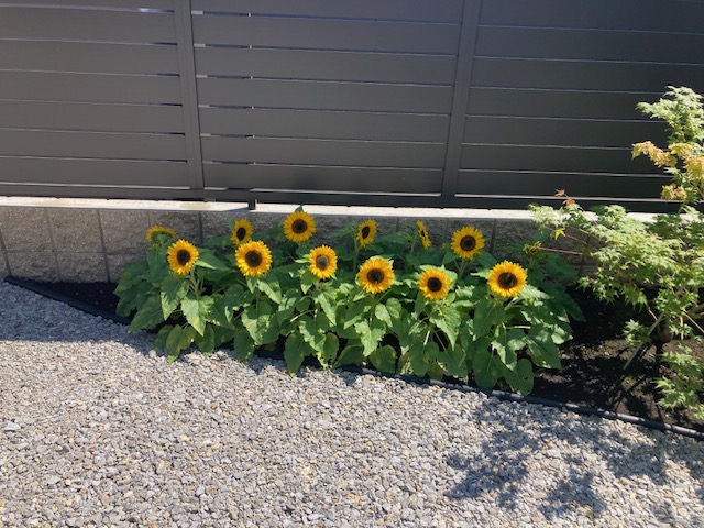 ミニひまわりが見頃です！
夏花壇！！
