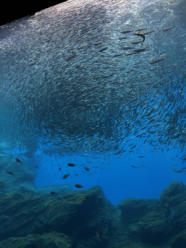 仙台うみの杜水族館の巨大な水槽。
綺麗です！凄いです！