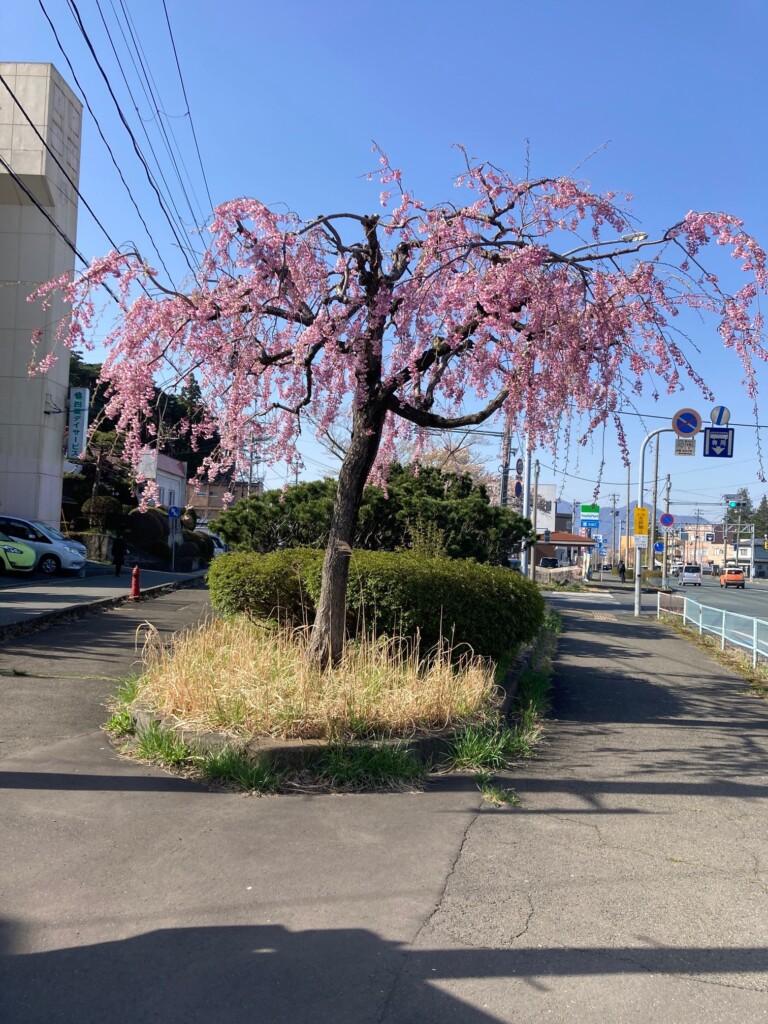 盛岡市高松　
しだれ桜が青空に映えて綺麗です。