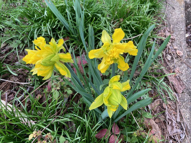 八重の水仙が元気に可愛らしく咲いています。