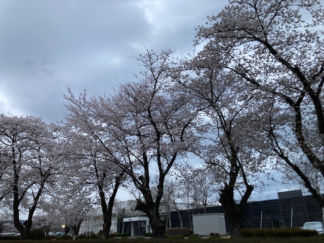 桜が見頃です