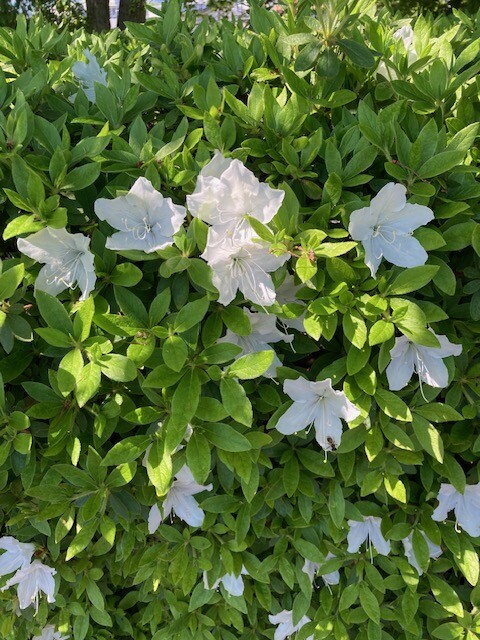 白いツツジが涼し気です。盛岡高松の池。